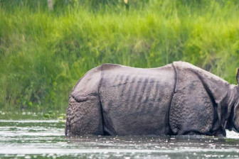 Safari of Nepal Through Glamping